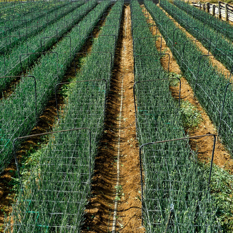 Tomates trepando por hilo