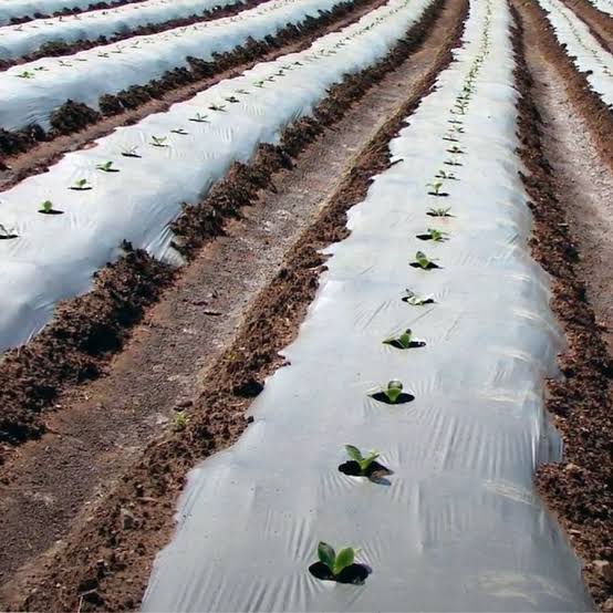 Surcos cubiertos con plástico acolchado